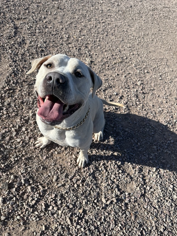 Carlton, an adoptable Mixed Breed in Rapid City, SD, 57702 | Photo Image 5