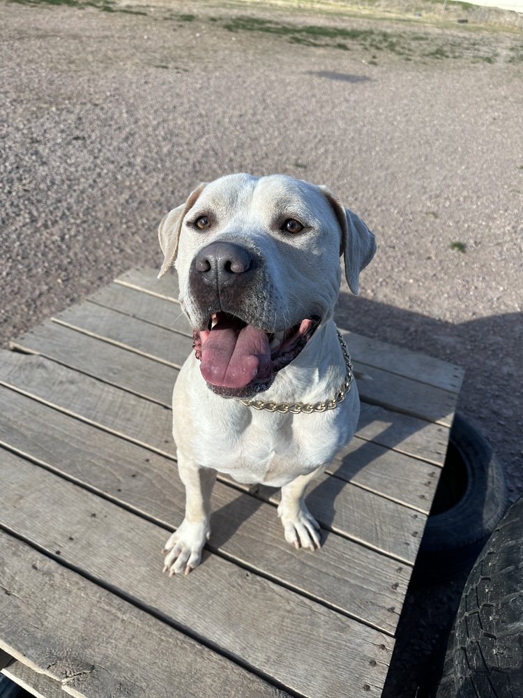 Carlton, an adoptable Mixed Breed in Rapid City, SD, 57702 | Photo Image 6