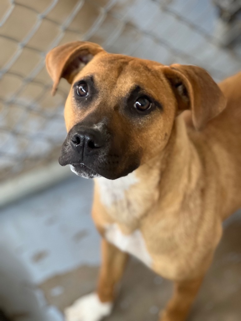 Adina, an adoptable Mixed Breed in Duncan, OK, 73533 | Photo Image 1