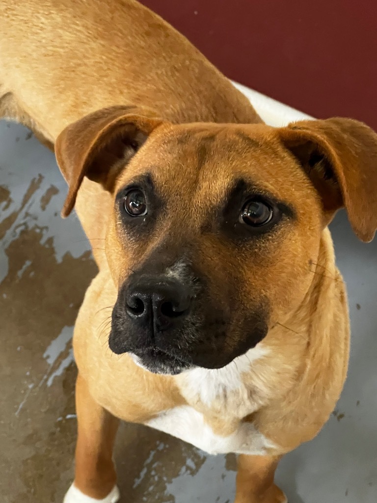 Adina, an adoptable Mixed Breed in Duncan, OK, 73533 | Photo Image 4