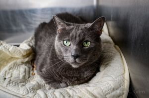 Greetings my fine friend I am Gresham a noble Russian Blue male who hails fro
