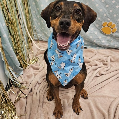 Murphy, an adoptable Shepherd, Hound in Show Low, AZ, 85901 | Photo Image 1