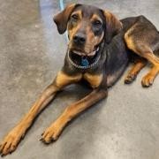 Murphy, an adoptable Shepherd, Hound in Show Low, AZ, 85901 | Photo Image 2