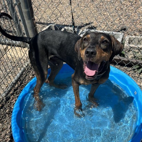 Murphy, an adoptable Shepherd, Hound in Show Low, AZ, 85901 | Photo Image 3