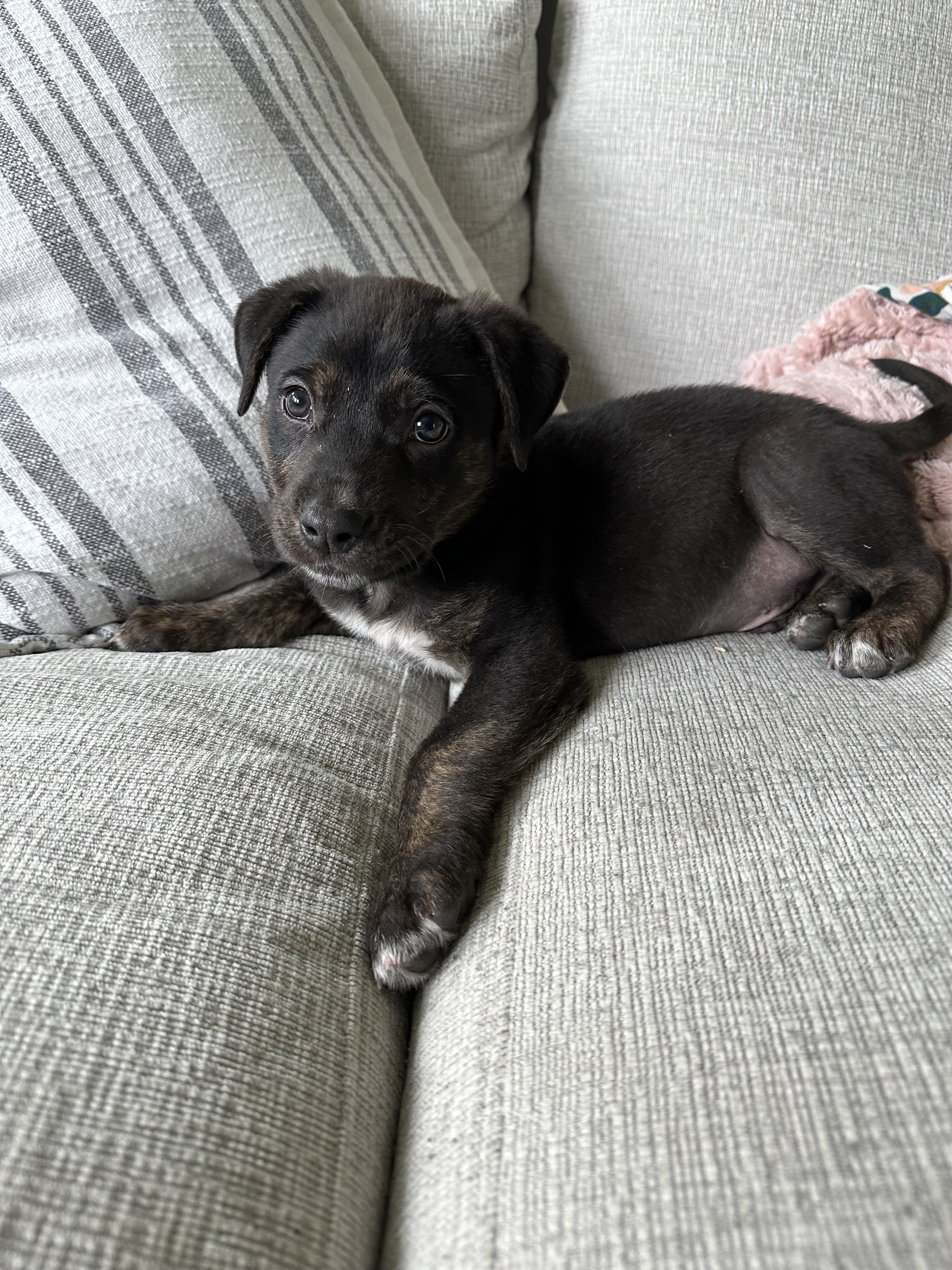Declan, an adoptable Mountain Cur, Labrador Retriever in Goodlettsville, TN, 37070 | Photo Image 7