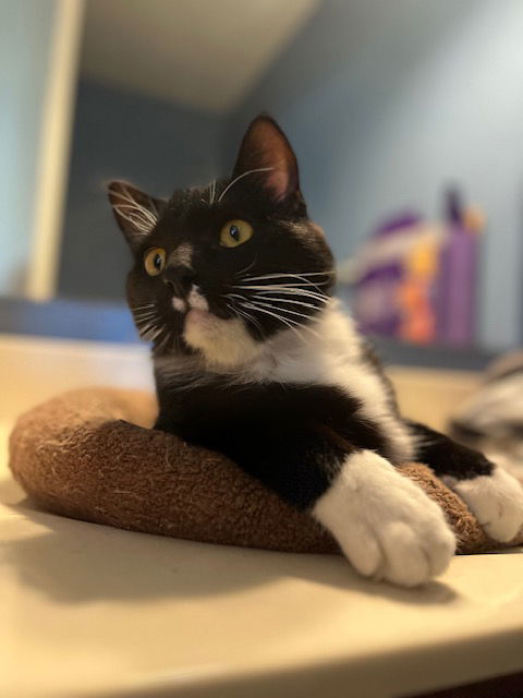 Cormoran C4409, an adoptable Domestic Short Hair in minneapolis, MN, 55417 | Photo Image 1