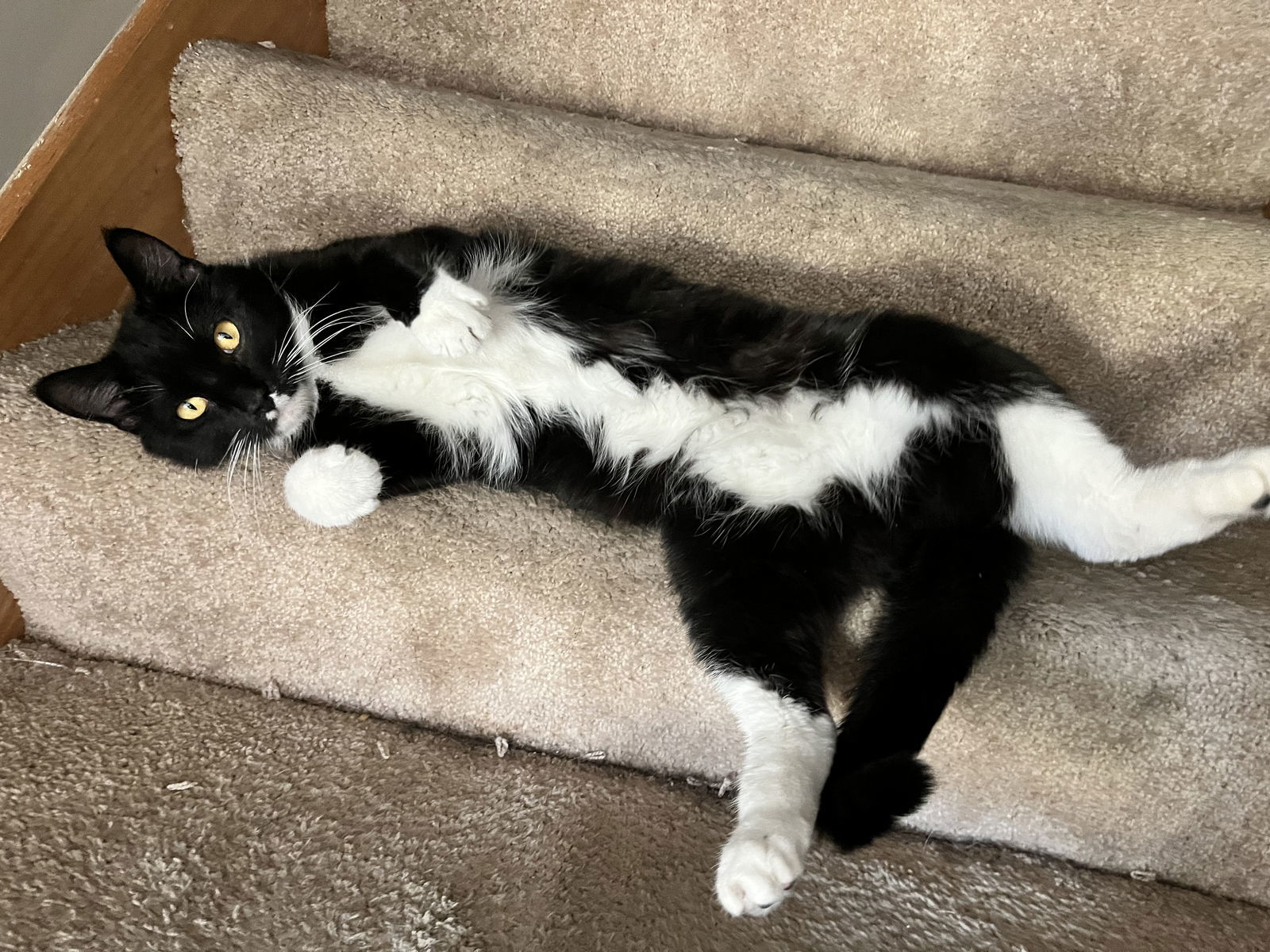 Cormoran C4409 - ADOPTION BEING FINALIZED, an adoptable Domestic Short Hair in minneapolis, MN, 55417 | Photo Image 1