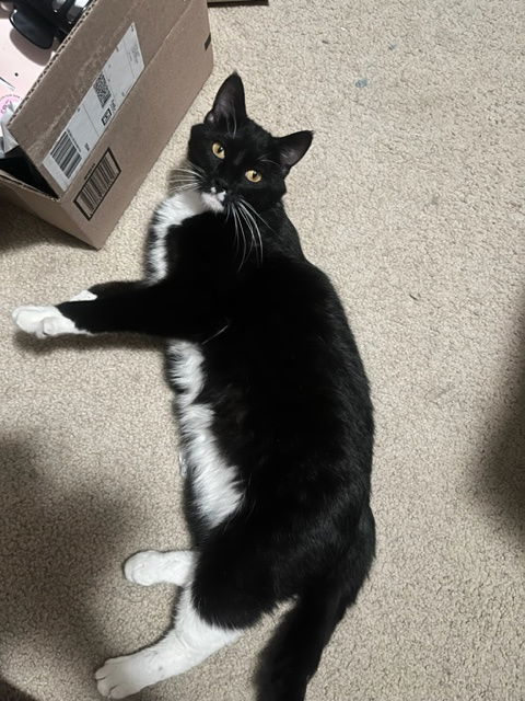 Cormoran C4409, an adoptable Domestic Short Hair in minneapolis, MN, 55417 | Photo Image 2
