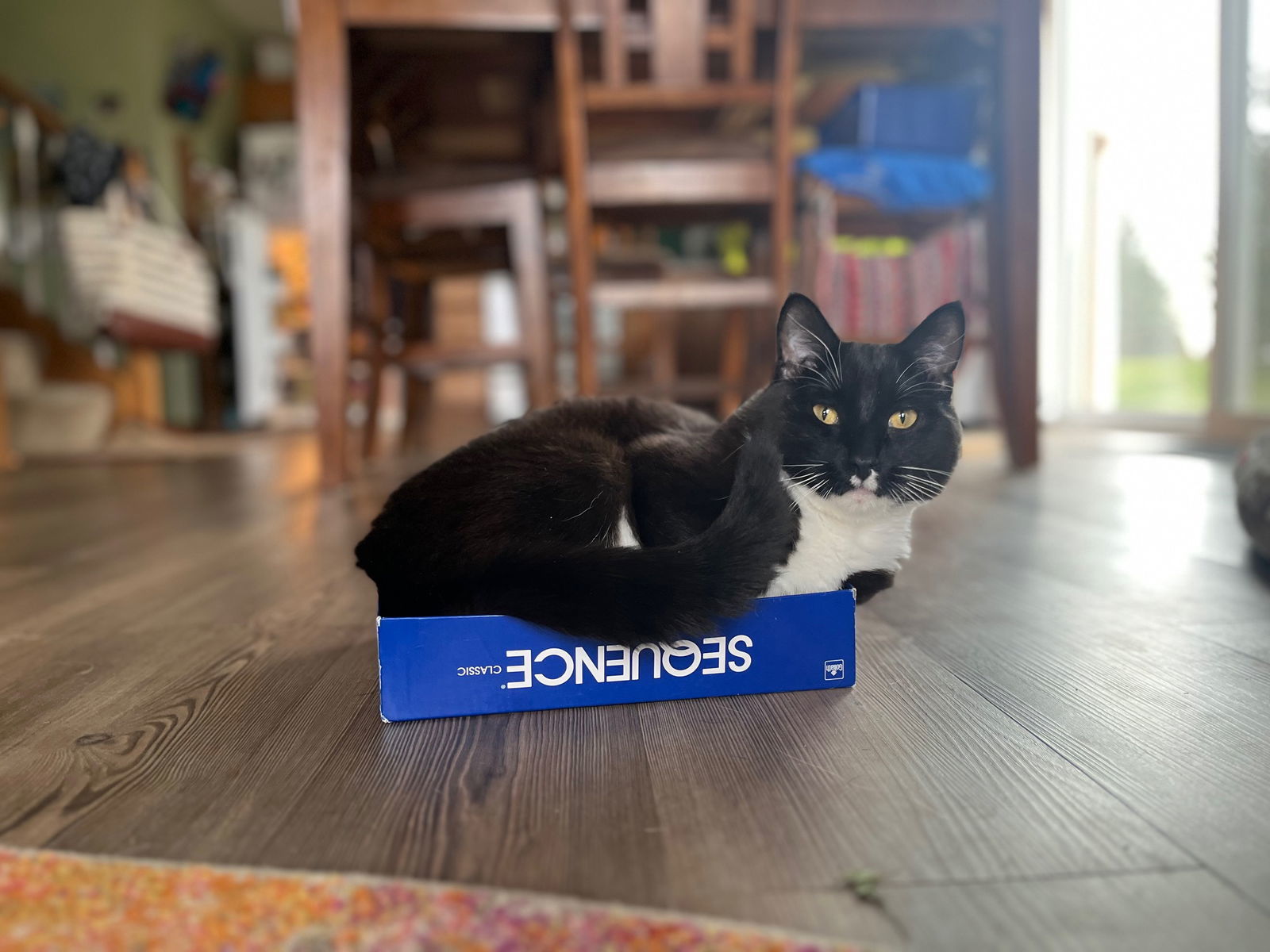 Cormoran C4409 - ADOPTION BEING FINALIZED, an adoptable Domestic Short Hair in minneapolis, MN, 55417 | Photo Image 2