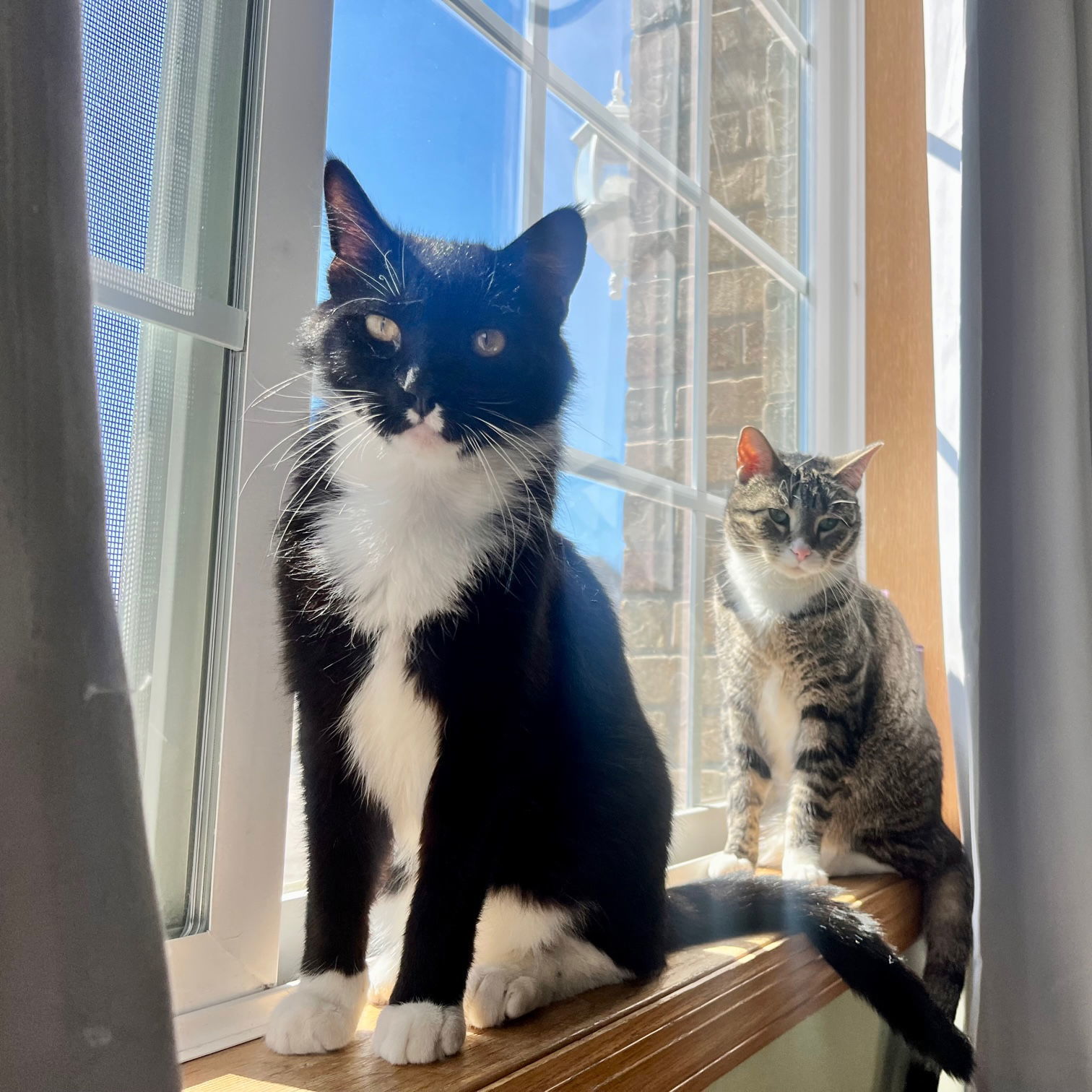 Cormoran C4409 - ADOPTION BEING FINALIZED, an adoptable Domestic Short Hair in minneapolis, MN, 55417 | Photo Image 3