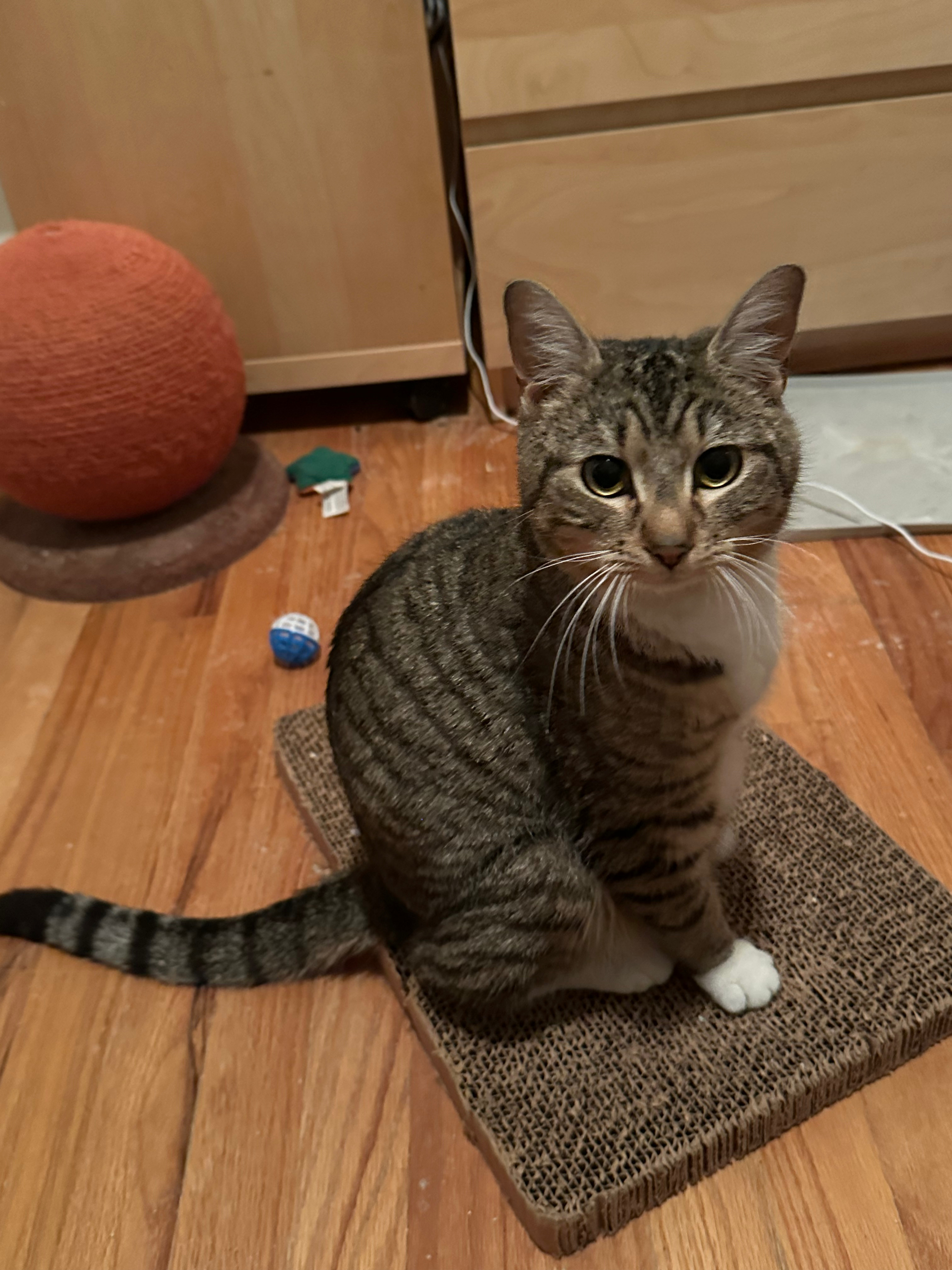 Koolaid, an adoptable Domestic Short Hair in Redmond, WA, 98052 | Photo Image 1