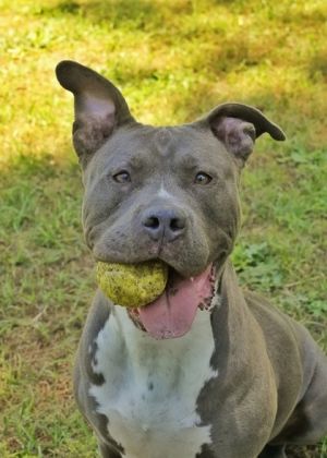 Grigia is a 2-year-old AM Pitbull terrier mix She walks nicely a leash and love