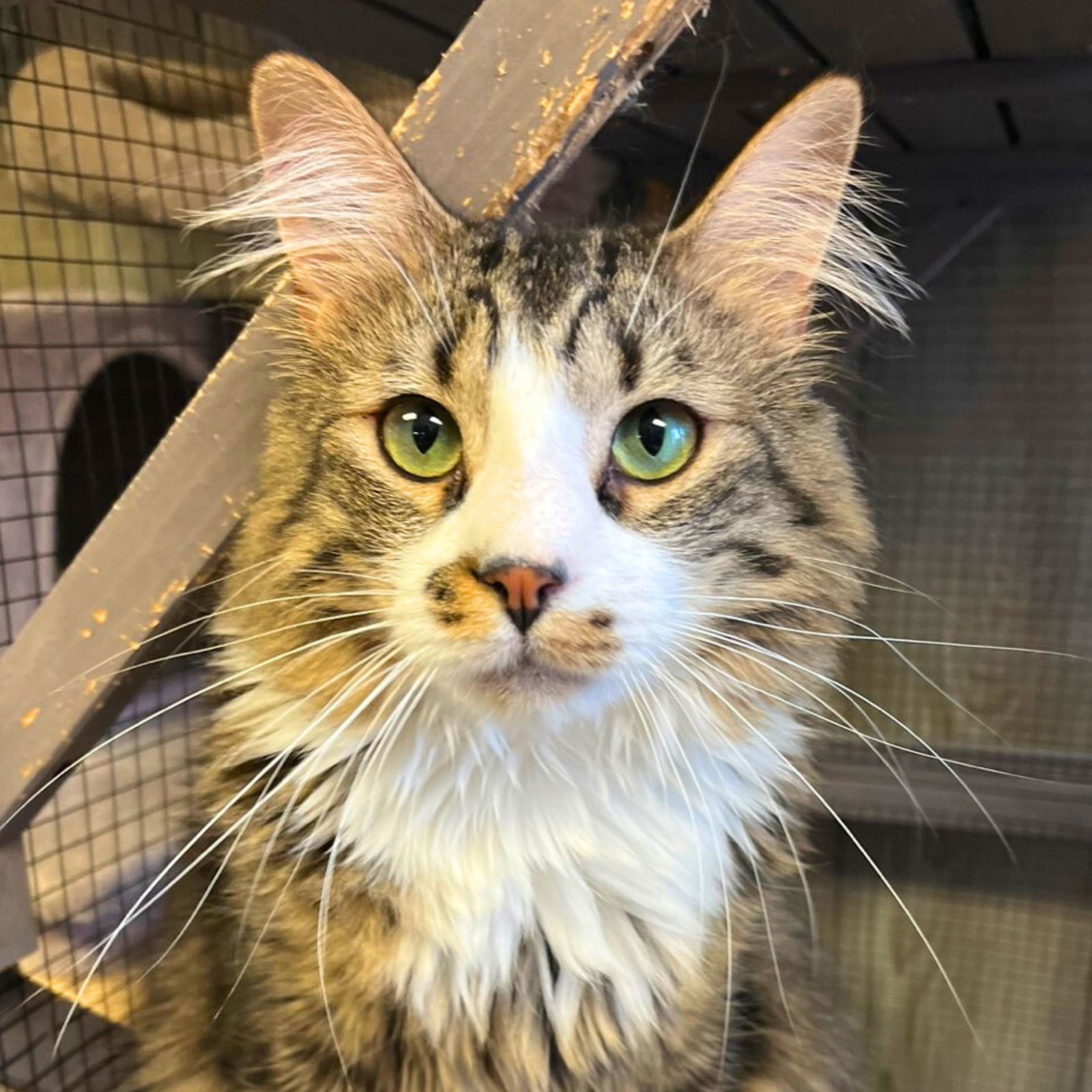 Toffee, an adoptable Domestic Medium Hair in Laramie, WY, 82073 | Photo Image 1