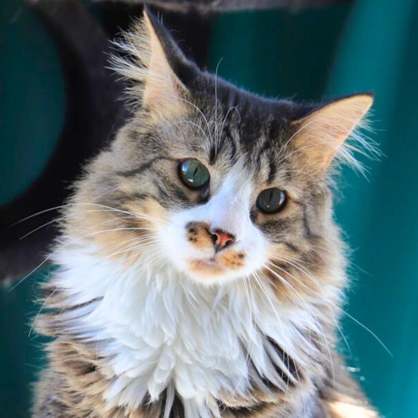 Toffee, an adoptable Domestic Medium Hair in Laramie, WY, 82073 | Photo Image 1