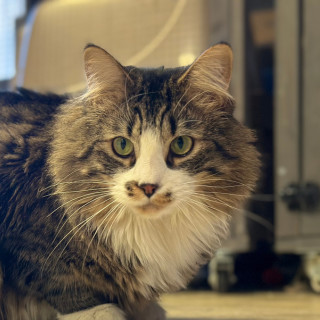 Toffee, an adoptable Domestic Medium Hair in Laramie, WY, 82073 | Photo Image 2