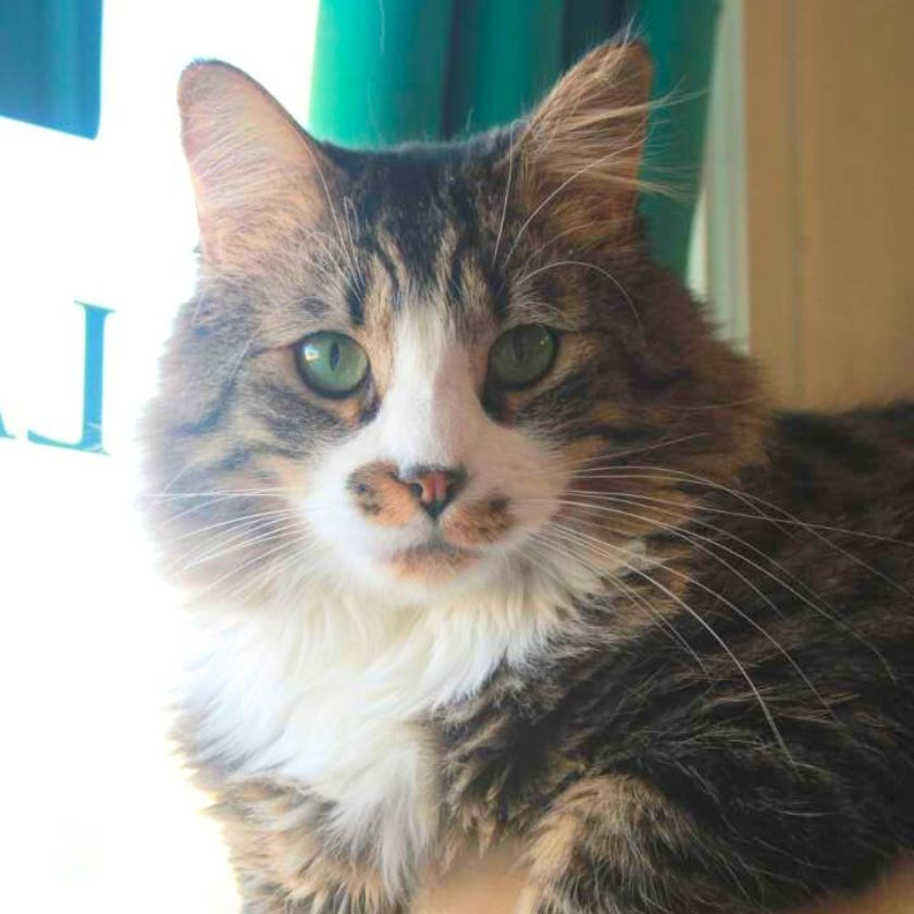 Toffee, an adoptable Domestic Medium Hair in Laramie, WY, 82073 | Photo Image 2