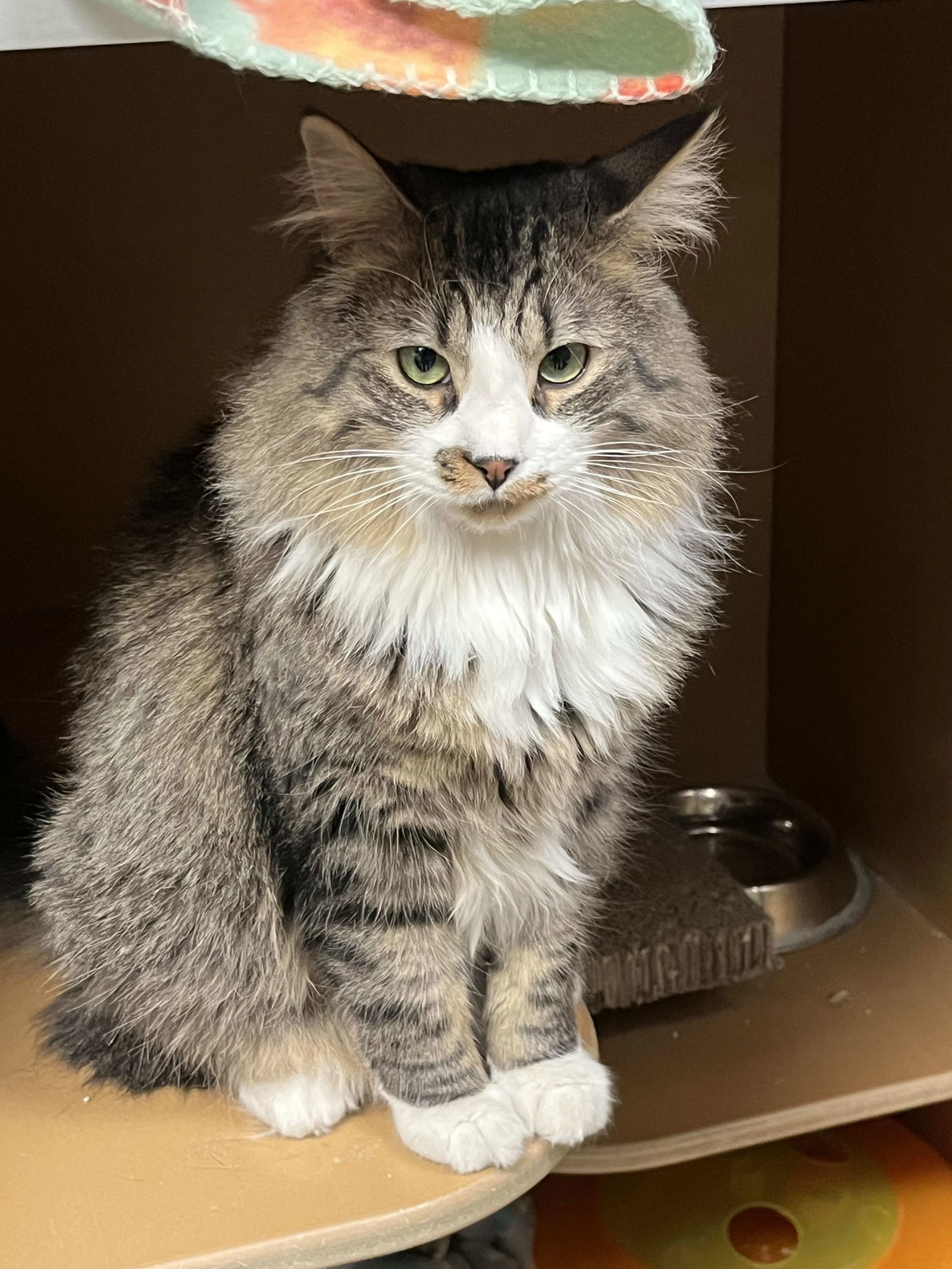 Toffee, an adoptable Domestic Medium Hair in Laramie, WY, 82073 | Photo Image 3