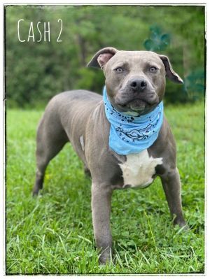 Cash 2 is a beautiful example of the dove grey American Pit Bull Terrier Hes a little over four ye