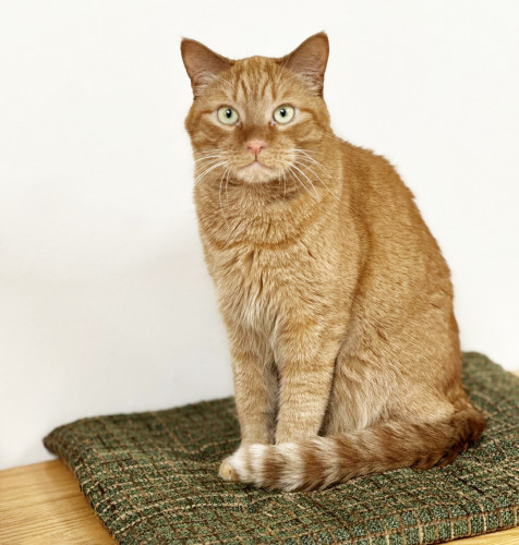 Morgan, an adoptable Domestic Short Hair in St. Johnsbury, VT, 05819 | Photo Image 1