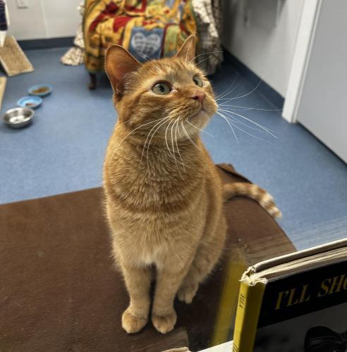 Morgan, an adoptable Domestic Short Hair in St. Johnsbury, VT, 05819 | Photo Image 3