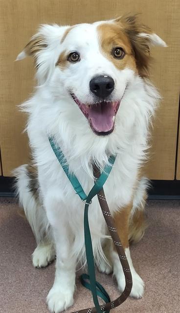 RICO, an adoptable Australian Shepherd in Ogden, UT, 84404 | Photo Image 1