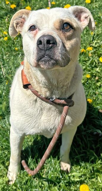 MISSY, an adoptable Labrador Retriever, American Staffordshire Terrier in Ogden, UT, 84404 | Photo Image 1