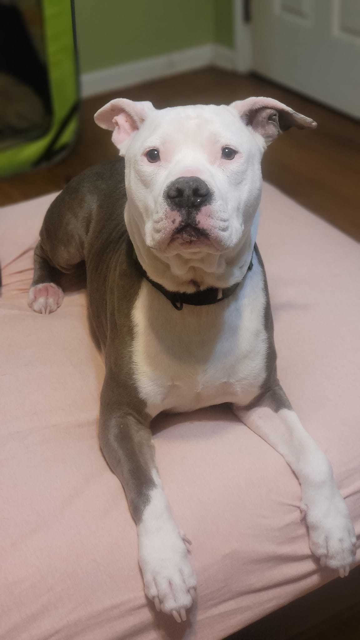 Freddie