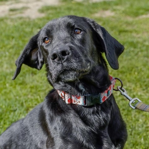 Molly, an adoptable Black Labrador Retriever in Thomaston, ME, 04861 | Photo Image 1