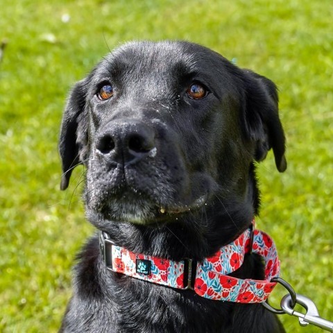 Molly, an adoptable Black Labrador Retriever in Thomaston, ME, 04861 | Photo Image 2