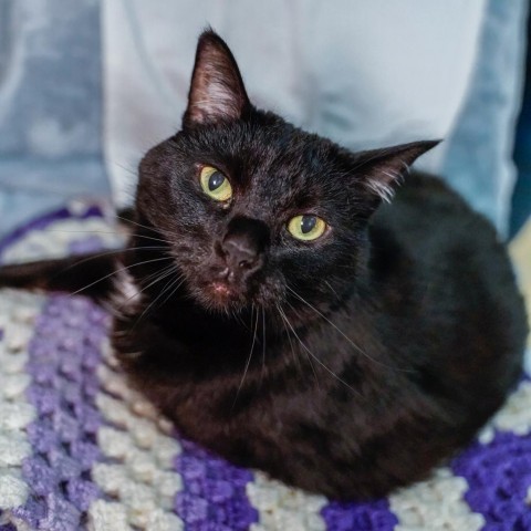 Anita, an adoptable Domestic Short Hair in Thomaston, ME, 04861 | Photo Image 1