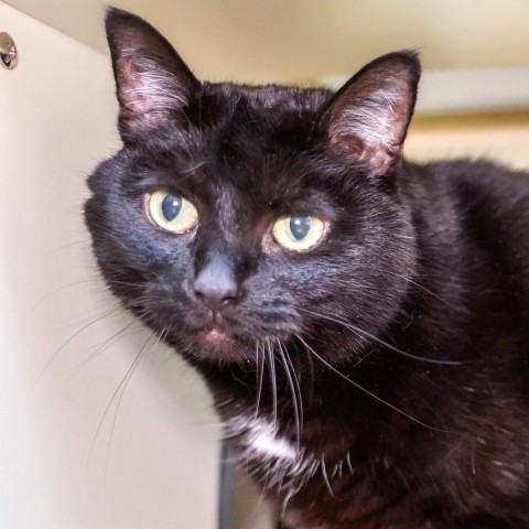 Anita, an adoptable Domestic Short Hair in Thomaston, ME, 04861 | Photo Image 2