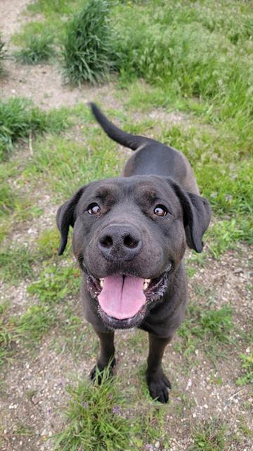 MOONLIGHT, an adoptable Pit Bull Terrier in Casper, WY, 82601 | Photo Image 1