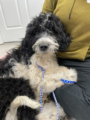 Name Dorothy Age 5 months old Breed Goldendoodle Birthdate 11222023 Arriva