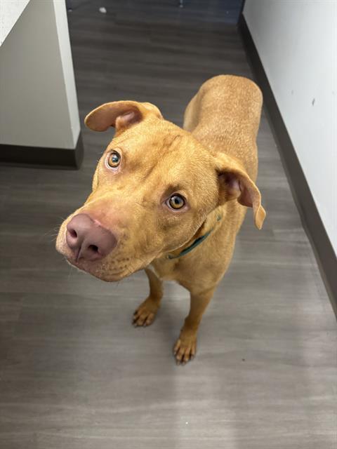 BOWIE, an adoptable Vizsla, Pit Bull Terrier in Miami, FL, 33122 | Photo Image 1