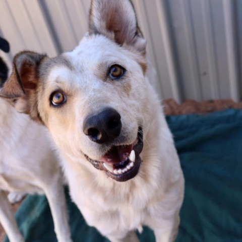 Bryan, an adoptable Cattle Dog in Moab, UT, 84532 | Photo Image 1