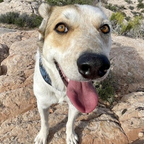 Bryan, an adoptable Cattle Dog in Moab, UT, 84532 | Photo Image 1