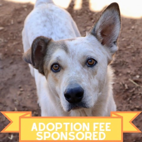 Bryan, an adoptable Cattle Dog in Moab, UT, 84532 | Photo Image 1