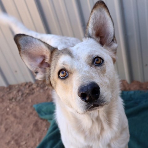 Bryan, an adoptable Cattle Dog in Moab, UT, 84532 | Photo Image 2