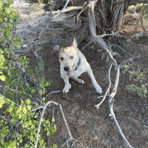 Bryan, an adoptable Cattle Dog in Moab, UT, 84532 | Photo Image 2