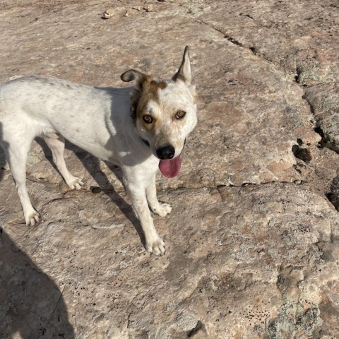 Bryan, an adoptable Cattle Dog in Moab, UT, 84532 | Photo Image 2