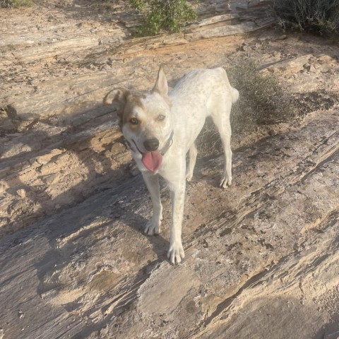 Bryan, an adoptable Cattle Dog in Moab, UT, 84532 | Photo Image 5