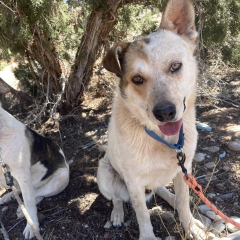 Bryan, an adoptable Cattle Dog in Moab, UT, 84532 | Photo Image 6