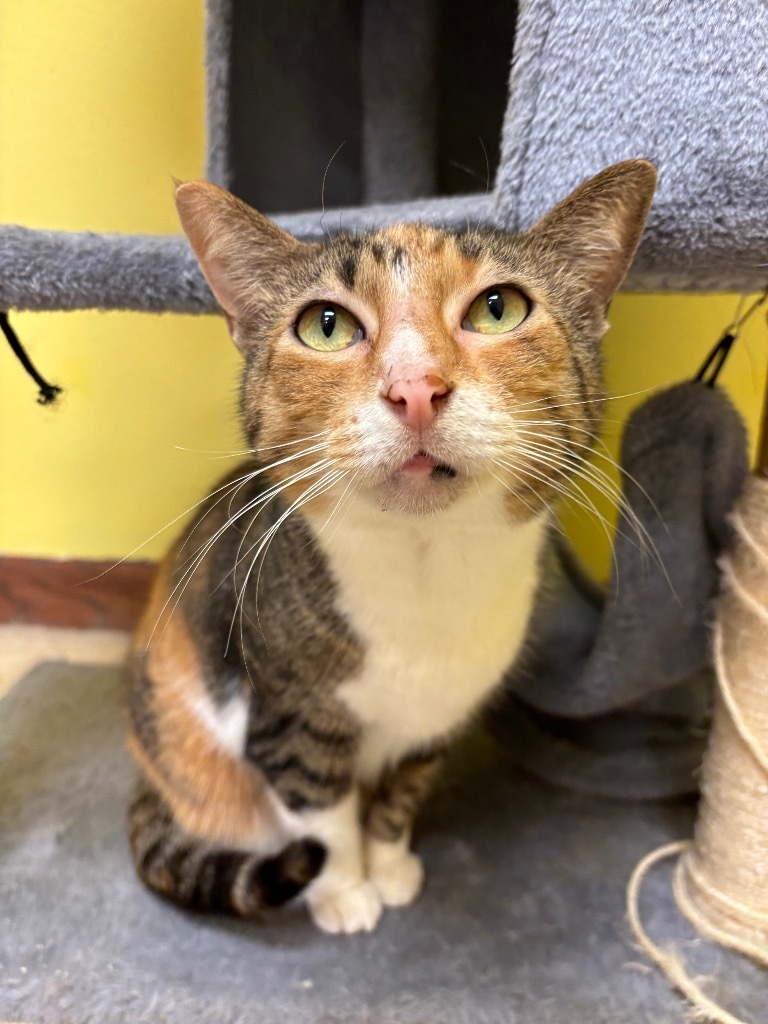 Missy, an adoptable Domestic Short Hair in Corpus Christi, TX, 78415 | Photo Image 1