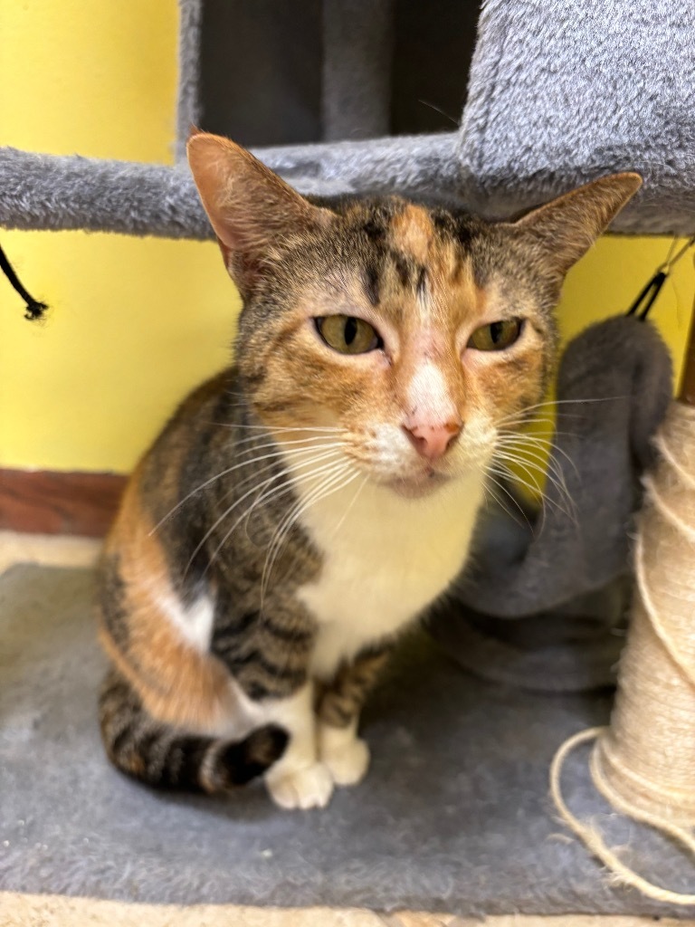 Missy, an adoptable Domestic Short Hair in Corpus Christi, TX, 78415 | Photo Image 5