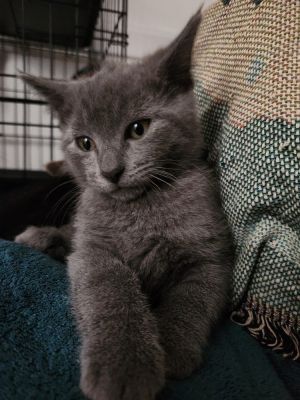 Tenisha -Freek a Litter Russian Blue Cat