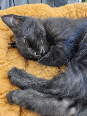 Felicia -Freek a Litter Domestic Medium Hair Cat