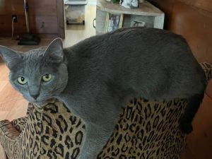 Rowan Russian Blue Cat