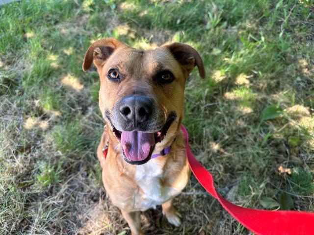 BRANDY, an adoptable Pit Bull Terrier, Mixed Breed in McKinleyville, CA, 95519 | Photo Image 1