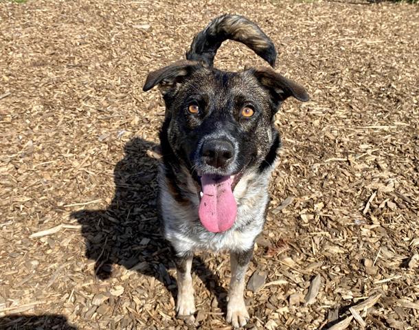 OLIVE, an adoptable Australian Cattle Dog / Blue Heeler, Mixed Breed in McKinleyville, CA, 95519 | Photo Image 1