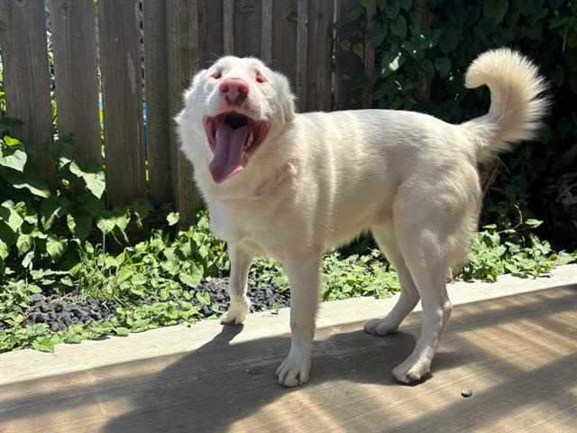 COSMO, an adoptable Australian Shepherd, Mixed Breed in McKinleyville, CA, 95519 | Photo Image 1